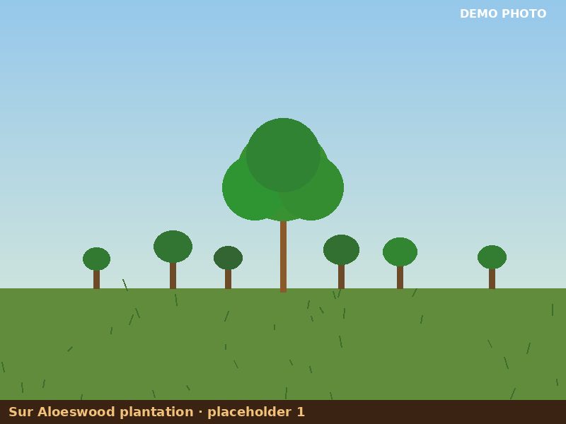 Plantation placeholder 1