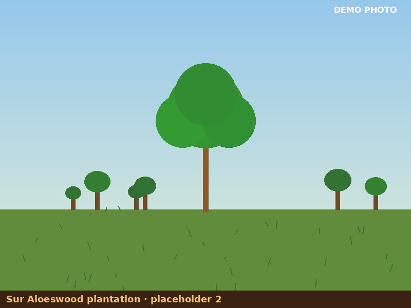 Plantation placeholder 2