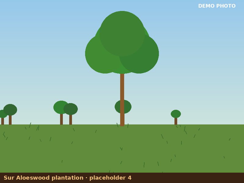 Plantation placeholder 4